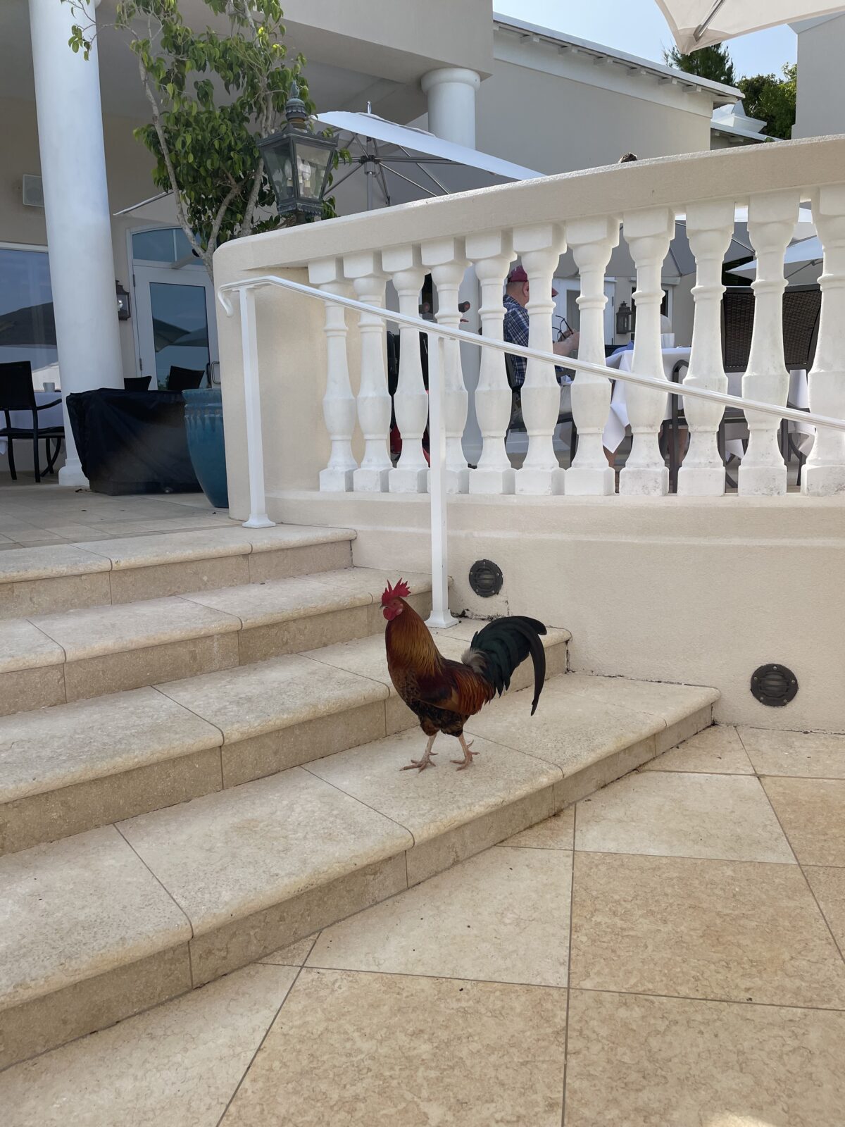 Chicken in Bermuda