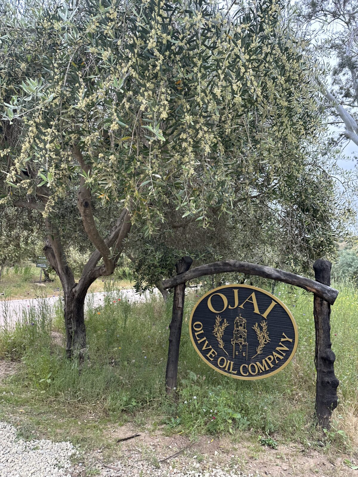 Ojai olive oil company